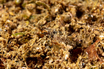 Little dragonfish or short dragonfish, Eurypegasus draconis, is a species of marine fish in the family Pegasidae