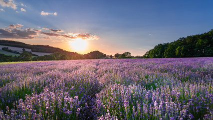 Fototapeta na wymiar Sunset over lavender field