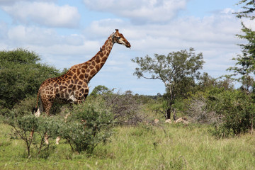 Giraffe / Giraffe / Giraffa Camelopardalis