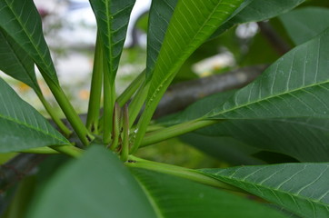 Green leaf in nature
