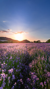 Fototapeta Sunset over lavender field