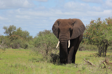 Afrikanischer Elefant / African elephant / Loxodonta africana