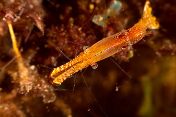 Obraz na płótnie Canvas Long nose shrimp, Donald Duck Shrimp, Body length about 20 mm, Leander plumosus