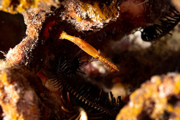 Long nose shrimp, Donald Duck Shrimp, Body length about 20 mm, Leander plumosus