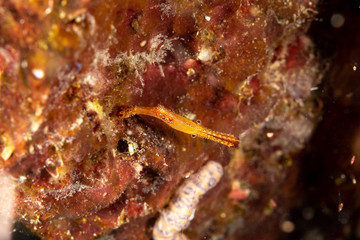 Obraz na płótnie Canvas Long nose shrimp, Donald Duck Shrimp, Body length about 20 mm, Leander plumosus