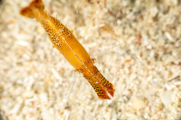 Long nose shrimp, Donald Duck Shrimp, Body length about 20 mm, Leander plumosus