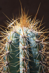 KAKTUS_pilosocereus_pachycladus