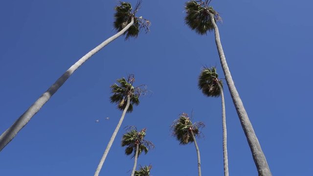 Tall California palm trees swaying in wind. Camera looks up. Warm sunny day in Santa Monica Beach, California. USA