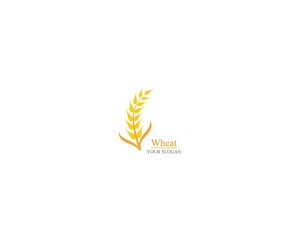 Agriculture wheat Logo Template vector icon design