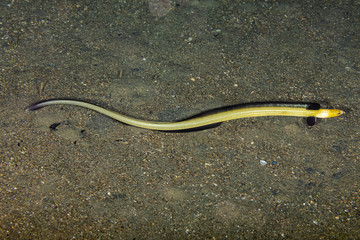 Longfin snake eel, Pisodonophis cancrivorus, is an eel in the family Ophichthidae worm/snake eels