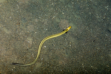 Longfin snake eel, Pisodonophis cancrivorus, is an eel in the family Ophichthidae worm/snake eels