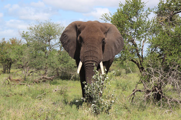 Afrikanischer Elefant / African elephant / Loxodonta africana