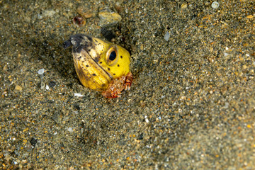 Longfin snake eel, Pisodonophis cancrivorus, is an eel in the family Ophichthidae worm/snake eels and a Harlequin Swimming Crab, Lissocarcinus laevis