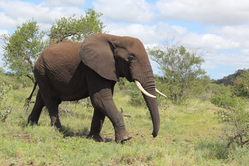 Fototapeta premium Afrikanischer Elefant / African elephant / Loxodonta africana