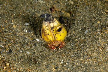 Longfin snake eel, Pisodonophis cancrivorus, is an eel in the family Ophichthidae worm/snake eels and a Harlequin Swimming Crab, Lissocarcinus laevis