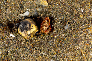 Longfin snake eel, Pisodonophis cancrivorus, is an eel in the family Ophichthidae worm/snake eels and a Harlequin Swimming Crab, Lissocarcinus laevis