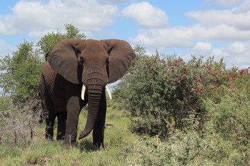 Afrikanischer Elefant / African elephant / Loxodonta africana