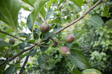 Real green unripe apples on a tree branch with leaves isolated