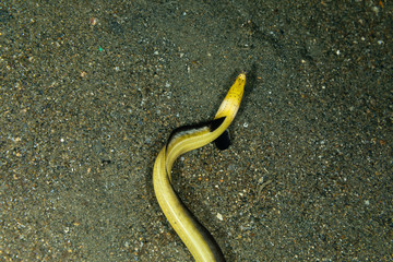 Longfin snake eel, Pisodonophis cancrivorus, is an eel in the family Ophichthidae worm/snake eels