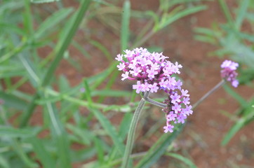 Beautiful and Cute Flower in Garden