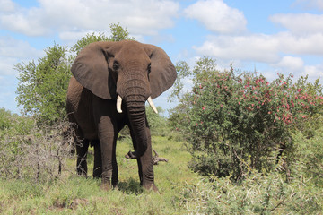 Afrikanischer Elefant / African elephant / Loxodonta africana