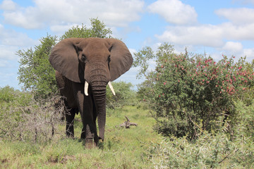 Afrikanischer Elefant / African elephant / Loxodonta africana