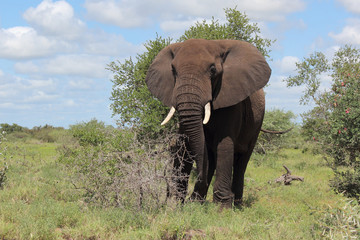Afrikanischer Elefant / African elephant / Loxodonta africana