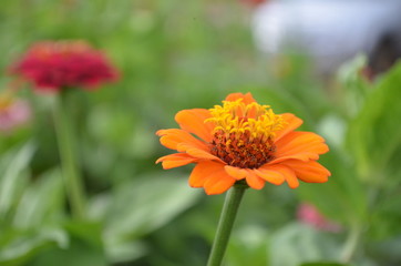 Beautiful and Cute Flower in Garden