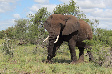 Obraz premium Afrikanischer Elefant / African elephant / Loxodonta africana