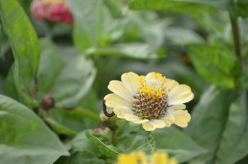 Beautiful and Cute Flower in Garden