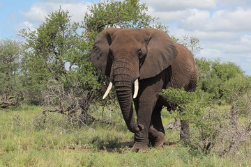 Afrikanischer Elefant / African elephant / Loxodonta africana