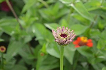 Beautiful and Cute Flower in Garden
