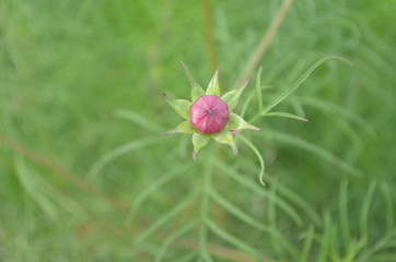 Beautiful and Cute Flower in Garden
