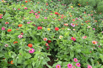 Beautiful and Cute Flower in Garden