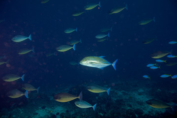 Bluefin Trevally - Caranx melampygus