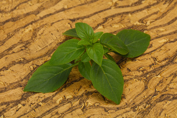 Fresh green Basil leaves - for cooking