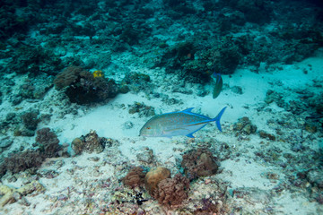 Bluefin Trevally - Caranx melampygus