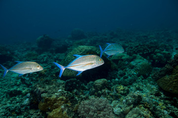 Fototapeta premium Bluefin Trevally - Caranx melampygus