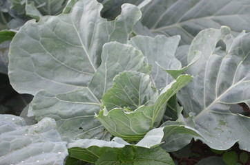 Green Vegetable in Garden