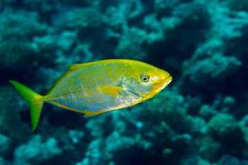 Orangespotted Trevally - Carangoides bajad