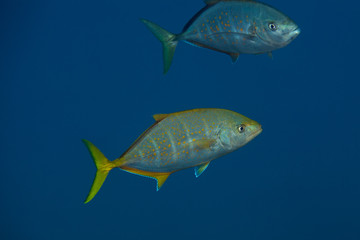 Orangespotted Trevally - Carangoides bajad