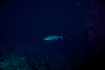 Tuna, disambiguation,  mackerel family (Scombridae)