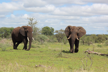 Afrikanischer Elefant / African elephant / Loxodonta africana