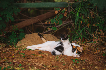 Cute cats family relaxing outdoor laying on ground. Portrait of female mother cat and little baby kitten. Horizontal color photography.