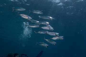 Fototapeta premium Jack Fish, Carangidae