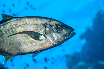 Jack Fish, Carangidae