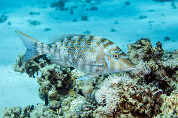 Obraz premium Jack Fish, Carangidae