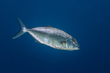 Fototapeta premium Jack Fish, Carangidae