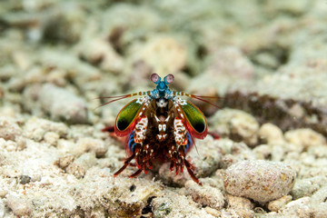 Peacock mantis shrimp, harlequin mantis shrimp, painted mantis shrimp, or clown mantis shrimp, Odontodactylus scyllarus