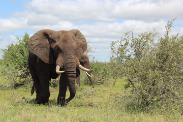 Fototapeta premium Afrikanischer Elefant / African elephant / Loxodonta africana